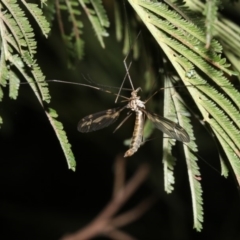 Ptilogyna sp. (genus) at Ainslie, ACT - 25 Mar 2019