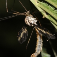 Ptilogyna sp. (genus) at Ainslie, ACT - 25 Mar 2019