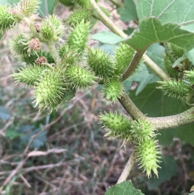 Xanthium occidentale (Noogoora Burr, Cockle Burr) at Coree, ACT - 28 Mar 2019 by JaneR