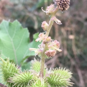 Xanthium occidentale at Coree, ACT - 28 Mar 2019