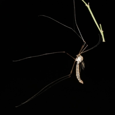 Tipulidae sp. (family) (Unidentified Crane Fly) at Mount Ainslie - 25 Mar 2019 by jb2602