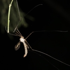 Tipulidae sp. (family) at Ainslie, ACT - 25 Mar 2019