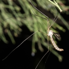 Tipulidae sp. (family) at Ainslie, ACT - 25 Mar 2019