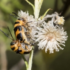 Aporocera (Aporocera) speciosa (Leaf Beetle) at Dunlop, ACT - 28 Mar 2019 by AlisonMilton
