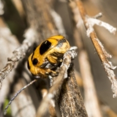 Aporocera (Aporocera) speciosa at Dunlop, ACT - 28 Mar 2019