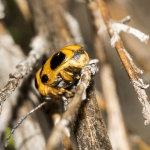 Aporocera (Aporocera) speciosa at Dunlop, ACT - 28 Mar 2019