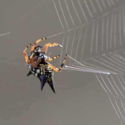 Austracantha minax (Christmas Spider, Jewel Spider) at The Pinnacle - 27 Mar 2019 by AlisonMilton