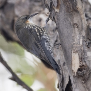 Cormobates leucophaea at Dunlop, ACT - 28 Mar 2019 10:53 AM