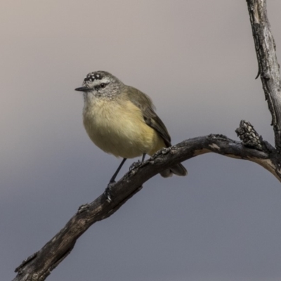 Acanthiza chrysorrhoa (Yellow-rumped Thornbill) at Dunlop, ACT - 28 Mar 2019 by AlisonMilton