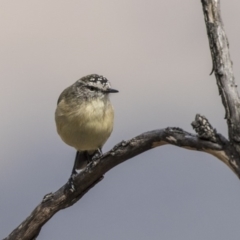 Acanthiza chrysorrhoa at Dunlop, ACT - 28 Mar 2019 10:48 AM