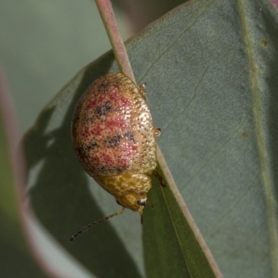 Paropsis obsoleta (Leaf beetle) at Dunlop, ACT - 28 Mar 2019 by AlisonMilton