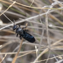 Austroscolia soror (Blue Flower Wasp) at Dunlop, ACT - 28 Mar 2019 by AlisonMilton