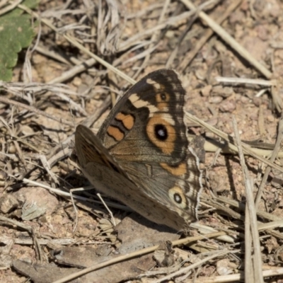 Junonia villida (Meadow Argus) at Dunlop, ACT - 28 Mar 2019 by AlisonMilton