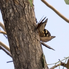 Heteronympha merope at Dunlop, ACT - 28 Mar 2019