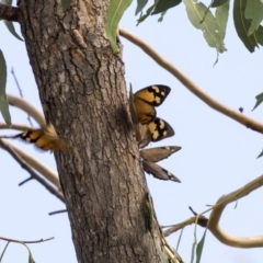 Heteronympha merope at Dunlop, ACT - 28 Mar 2019