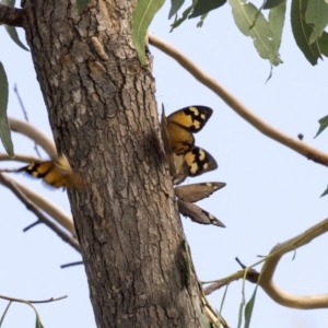 Heteronympha merope at Dunlop, ACT - 28 Mar 2019 11:45 AM