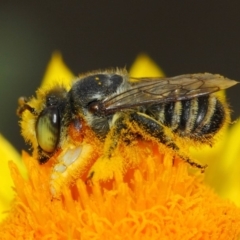 Megachile (Eutricharaea) macularis (Leafcutter bee, Megachilid bee) at Acton, ACT - 22 Mar 2019 by TimL