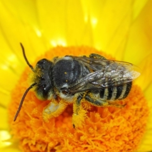 Megachile (Eutricharaea) macularis at Acton, ACT - 22 Mar 2019