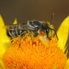 Megachile (Eutricharaea) macularis at Acton, ACT - 22 Mar 2019