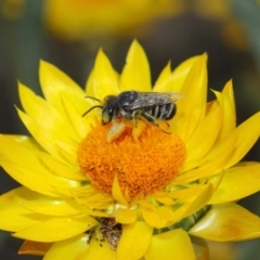 Megachile (Eutricharaea) macularis at Acton, ACT - 22 Mar 2019