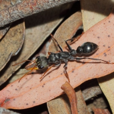 Myrmecia sp., pilosula-group (Jack jumper) at Acton, ACT - 26 Mar 2019 by TimL