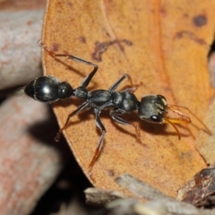 Myrmecia sp., pilosula-group at Acton, ACT - 26 Mar 2019 12:34 PM