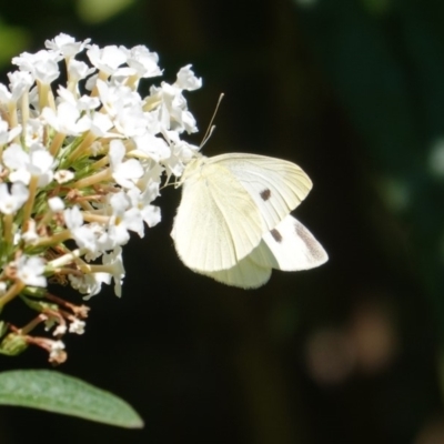 Pieris rapae (Cabbage White) at Hughes, ACT - 26 Mar 2019 by JackyF