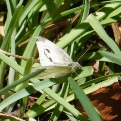 Pieris rapae at Hughes, ACT - 26 Mar 2019