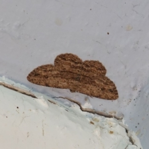 Ectropis bispinaria at Hughes, ACT - 27 Mar 2019