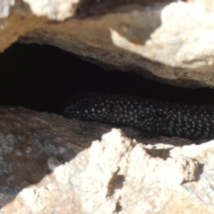 Egernia cunninghami at Hackett, ACT - 28 Mar 2019 01:54 PM