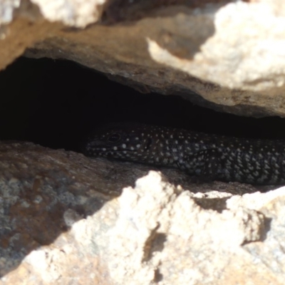 Egernia cunninghami (Cunningham's Skink) at Hackett, ACT - 28 Mar 2019 by WalterEgo