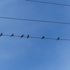 Hirundo neoxena at Hackett, ACT - 28 Mar 2019