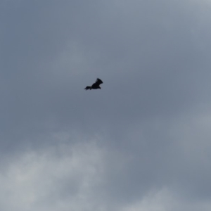 Aquila audax at Hackett, ACT - 28 Mar 2019 02:24 PM