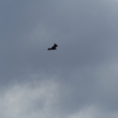 Aquila audax (Wedge-tailed Eagle) at Hackett, ACT - 28 Mar 2019 by WalterEgo