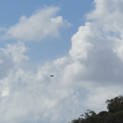 Aquila audax at Hackett, ACT - 28 Mar 2019 02:24 PM