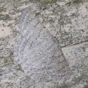 Crypsiphona ocultaria at Hackett, ACT - 26 Mar 2019