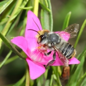 Megachile (Eutricharaea) maculariformis at Acton, ACT - 26 Mar 2019 01:13 PM