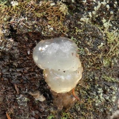 Unidentified Cup or disk - with no 'eggs' at Towamba, NSW - 28 Mar 2019 by SueMuffler