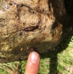 Unidentified Other Arthropod at Kosciuszko National Park - 24 Mar 2019 by alexwatt