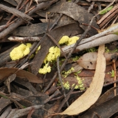 Myxomycete-plasmodium(class) (A slime mould) at Towamba, NSW - 28 Mar 2019 by SueMuffler