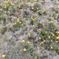 Xerochrysum subundulatum (Alpine Everlasting) at Cooleman, NSW - 24 Mar 2019 by alexwatt