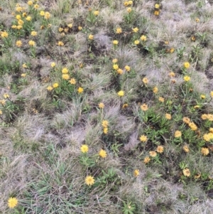 Xerochrysum subundulatum at Cooleman, NSW - 24 Mar 2019 02:43 PM