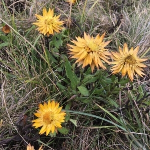 Xerochrysum subundulatum at Cooleman, NSW - 24 Mar 2019 02:43 PM