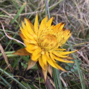 Xerochrysum subundulatum at Cooleman, NSW - 24 Mar 2019 02:43 PM