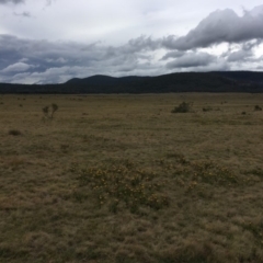 Xerochrysum subundulatum at Cooleman, NSW - 24 Mar 2019 02:43 PM