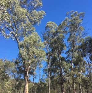 Eucalyptus dalrympleana subsp. dalrympleana at Tennent, ACT - 26 Mar 2019