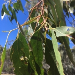 Eucalyptus dalrympleana subsp. dalrympleana at Tennent, ACT - 26 Mar 2019