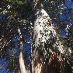 Eucalyptus dalrympleana subsp. dalrympleana at Tennent, ACT - 26 Mar 2019 12:10 PM