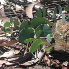 Eucalyptus dalrympleana subsp. dalrympleana at Tennent, ACT - 26 Mar 2019 12:10 PM