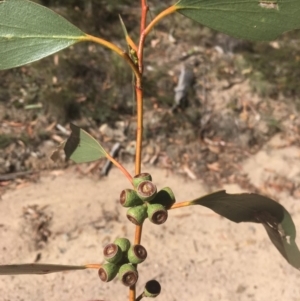 Eucalyptus pauciflora at Tennent, ACT - 26 Mar 2019